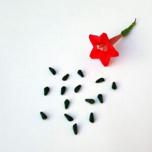 Cypress vine flower seeds