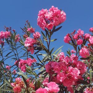 Pink Oleander kaner flower seeds