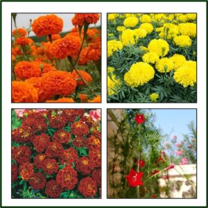 Marigold Flower Seeds Orange, Yellow, Browne & Cypress Vine Flower Seeds for Sowing Pack of 4 (300 Seeds)