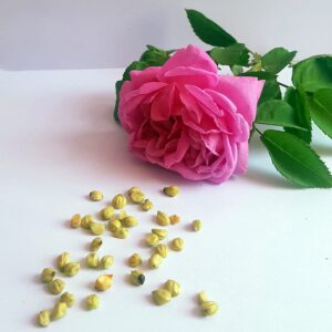 Rose Flower Seeds Pink Desi for Showing Pack of 10 Pcs