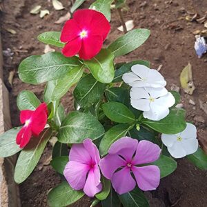 Vinca (Sadabahar - Barmasi) Flower Sowing Seeds Color of Pink, White & Red for all season (Pack of 30 Seeds)